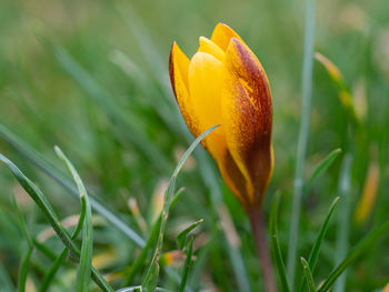 Close-up of yellow crocus flower on field