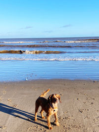 Dog on beach against the sky