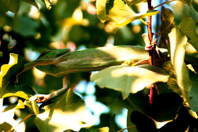 Close-up of lizard on plant