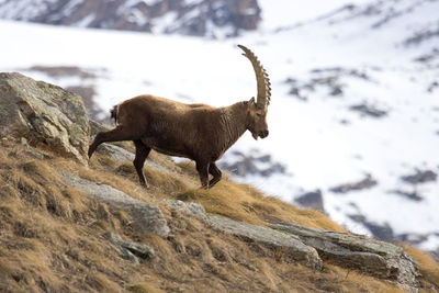 Ibex walking