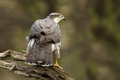 Close-up of owl perching on tree