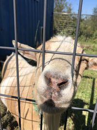 Close-up of a horse in zoo