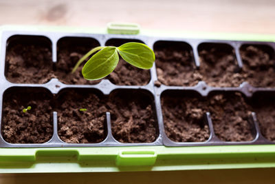 Close-up of fresh green plant in mud