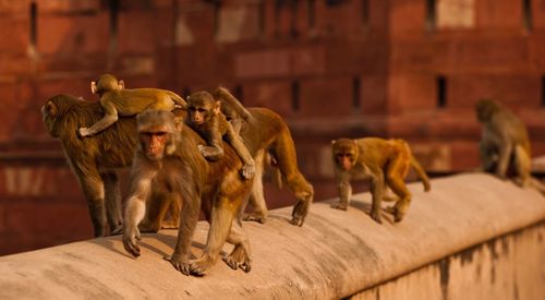 Herd of a monkey