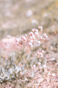 Close-up of pink cherry blossoms