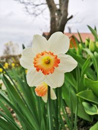 Close-up of white flowering plant on field