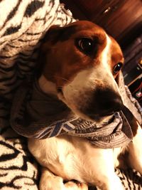 Close-up portrait of a dog looking away