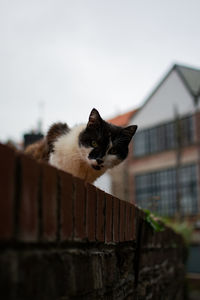 Portrait of a cat on wall 