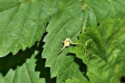 Close-up of spider on green leaves on plant