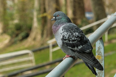 Close-up of pigeon perching on railing