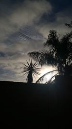 Silhouette of tree at sunset