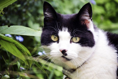 Close-up portrait of a cat