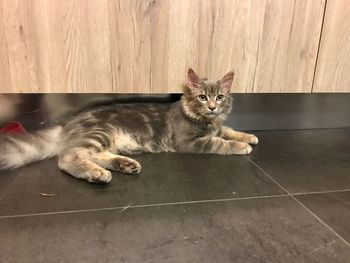 Portrait of cat lying on floor