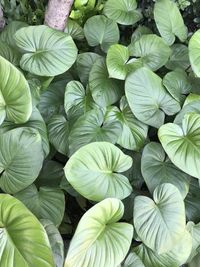 Full frame shot of leaves