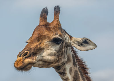 Close-up of a horse against clear sky