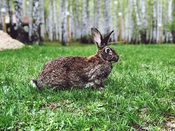 Close-up of a rabbit on field