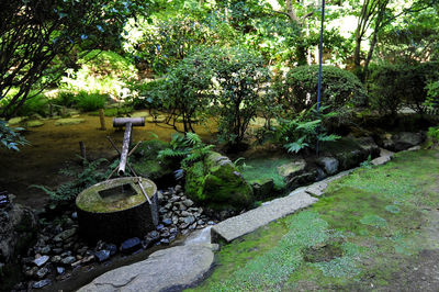 Plants and trees in garden