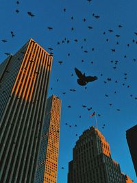 Low angle view of birds flying in city