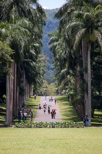 The national botanical garden in kandy, sri lanka with beautiful palm trees.