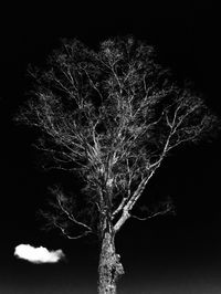 View of trees at night