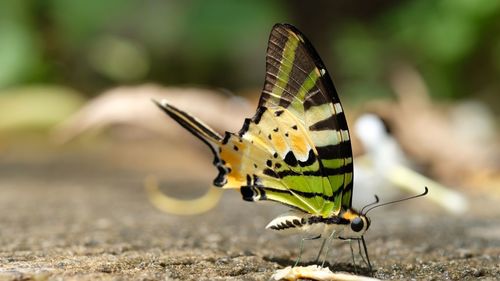 Close-up of butterfly