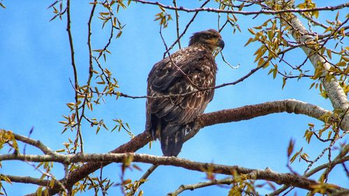 Low angle view of eagle perching on tree against sky