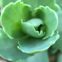 Close-up of heart shape leaf