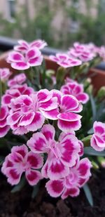 Close-up of pink flowering plant