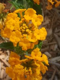 Close-up of yellow flowers