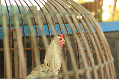 Close-up of a bird in cage