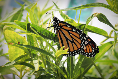 Butterfly on leaf