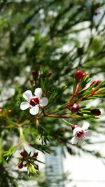 Close-up of red flowers on tree