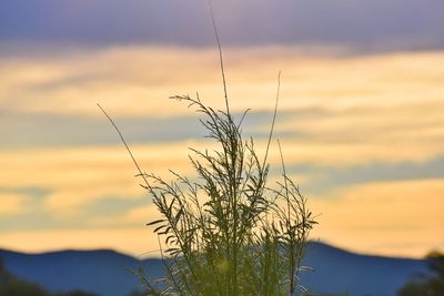 Low angle view of silhouette plants against sky during sunset
