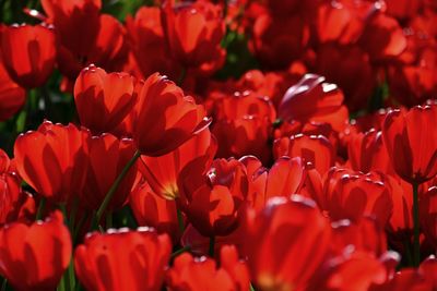 Full frame shot of red tulip flowers in field