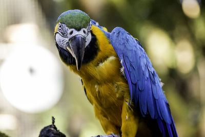 Close-up of gold and blue macaw