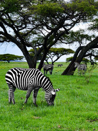 Zebras on field against trees