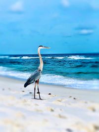 View of bird on beach