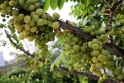 Close-up of grapes growing on tree in vineyard