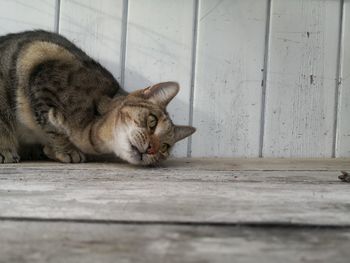 Cat sleeping on floor