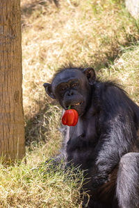 Chimpanzee with a red pepper in its mouth