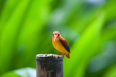 Close-up of bird perching on wooden post