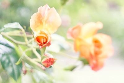 Close-up of orange flowering plant