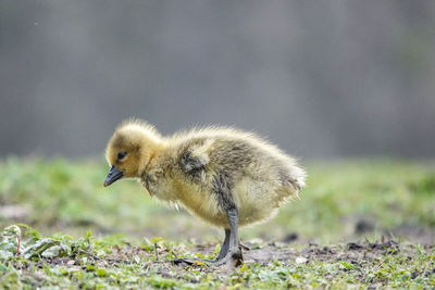 Close-up of a bird on field