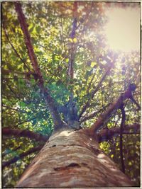 Sunlight falling on tree trunk