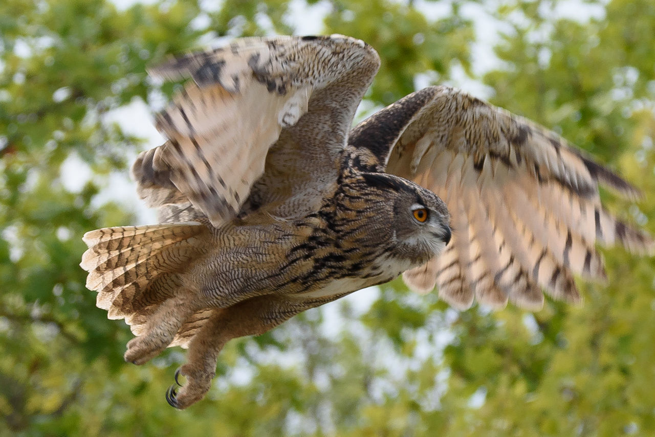 LOW ANGLE VIEW OF EAGLE FLYING AGAINST TREE