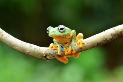 Close-up of frog on branch