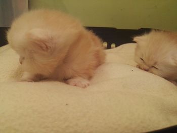 Close-up of cat sleeping on bed