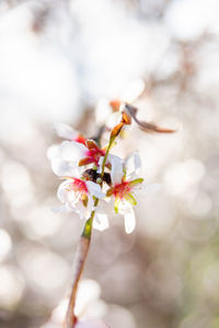 Blossoming of cherry flowers in winter time, natural floral seasonal background. malta, gozo island.