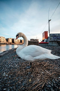 Swan in lake against sky