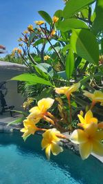 Close-up of yellow flowers blooming on tree